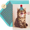 Cake Goes Here Funny Cat Birthday Greeting Card